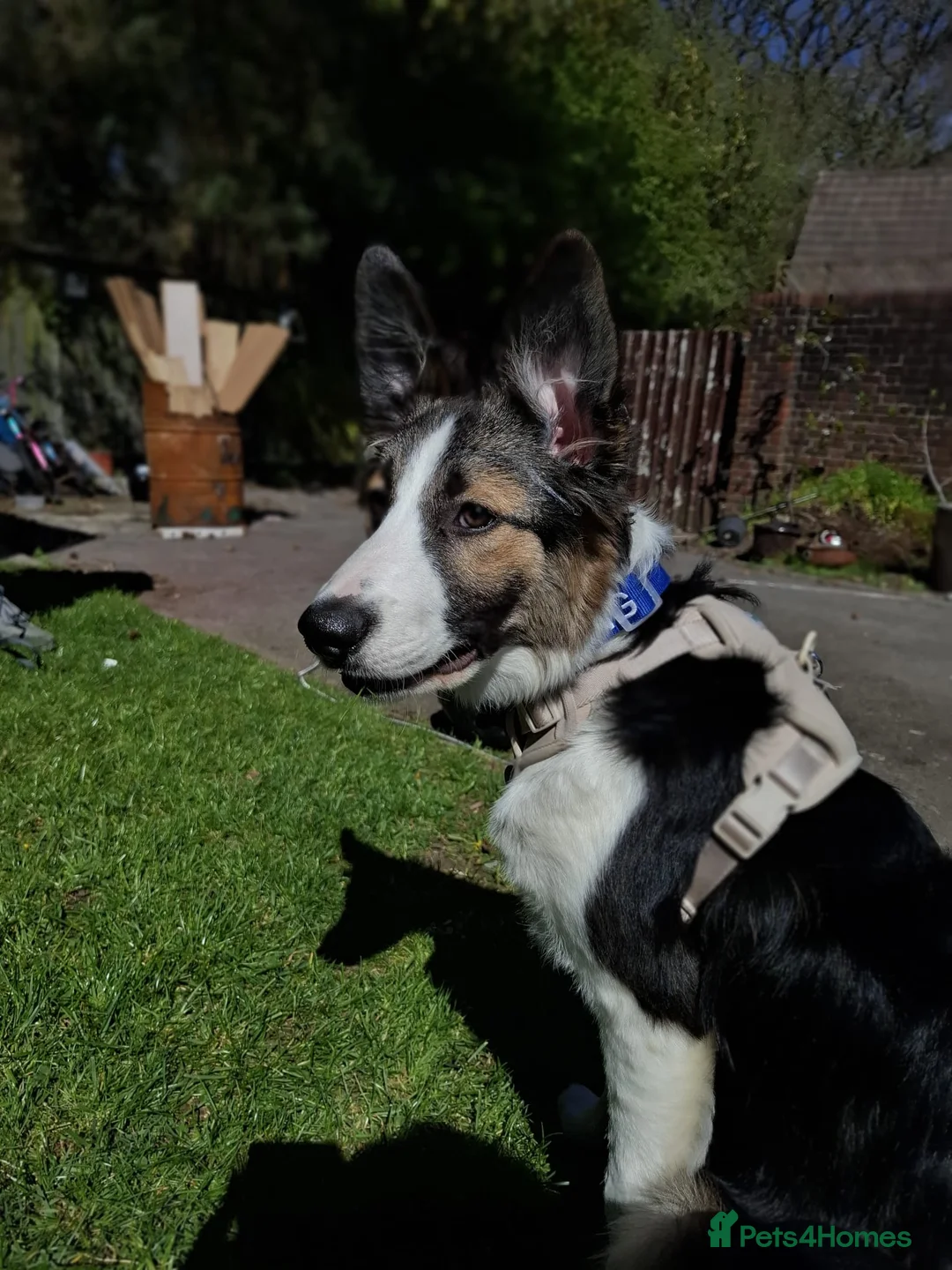 Border Collie dogs for sale: Border collie puppy 6 months old  in Bournemouth - Advert 1