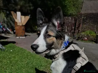 Border Collie dogs Border collie puppy 6 months old - Advert 4