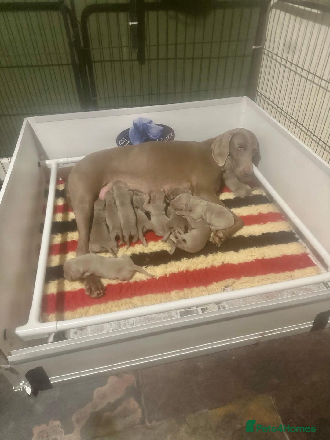 Weimaraner dogs for sale: Weimaraners  - Image 2
