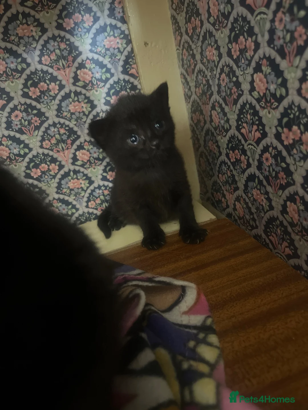 Mixed Breed cats for sale: Kitten litter for sale  in Wirral - Advert 2