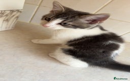 Mixed Breed cats for sale: 2 female kittens - Image 3