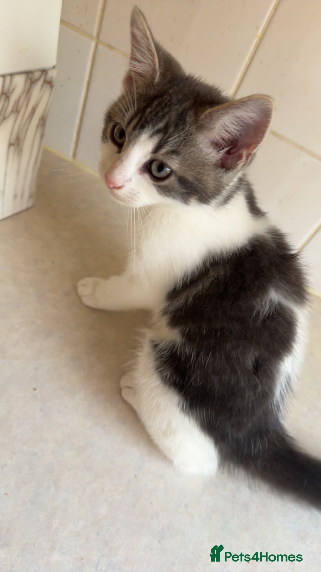 Mixed Breed cats for sale: 2 female kittens - Image 3