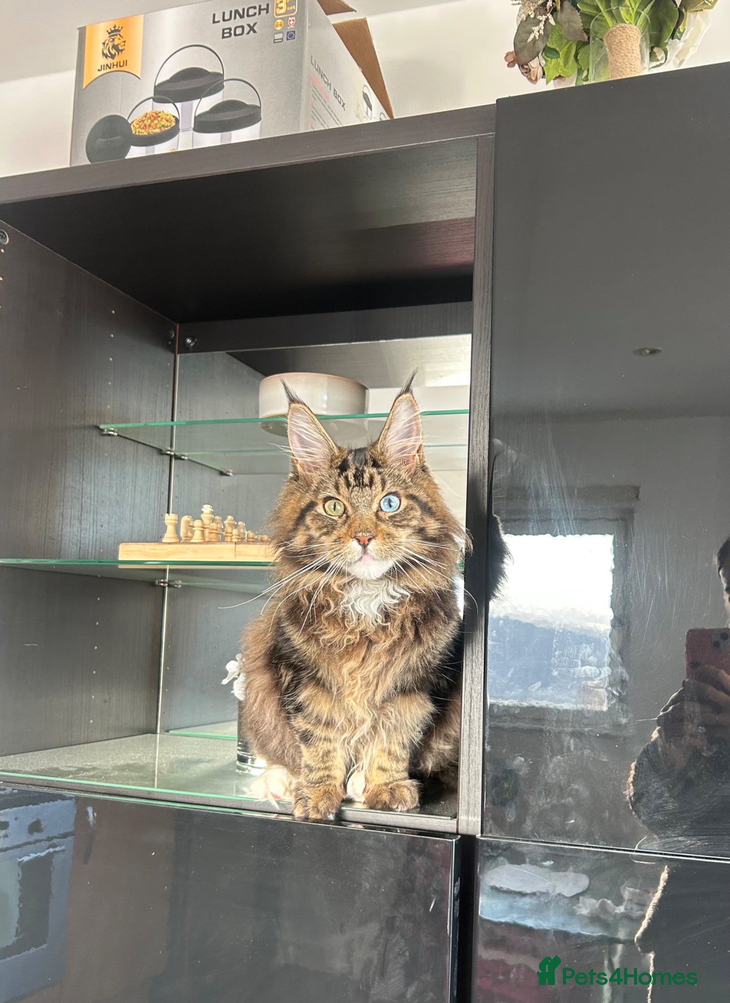 Maine Coon cats Loving Temporary Home Needed for My Maine Coon - Advert 2