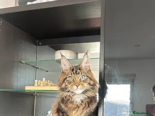 Maine Coon cats Loving Temporary Home Needed for My Maine Coon - Advert 2