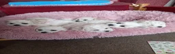 Bichon Frise dogs for sale: Bichon Frise puppies - Advert 5