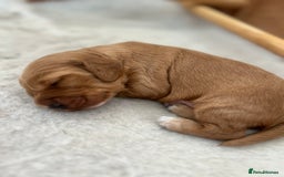 Cockapoo dogs for sale: Cockapoo Pups - Image 31