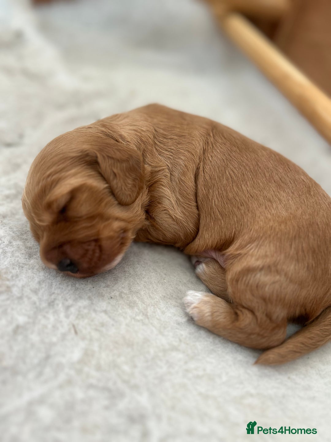 Cockapoo dogs for sale: Cockapoo Pups - Image 31