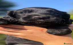 Sprocker dogs for sale: Adorable sprockers  - Image 16