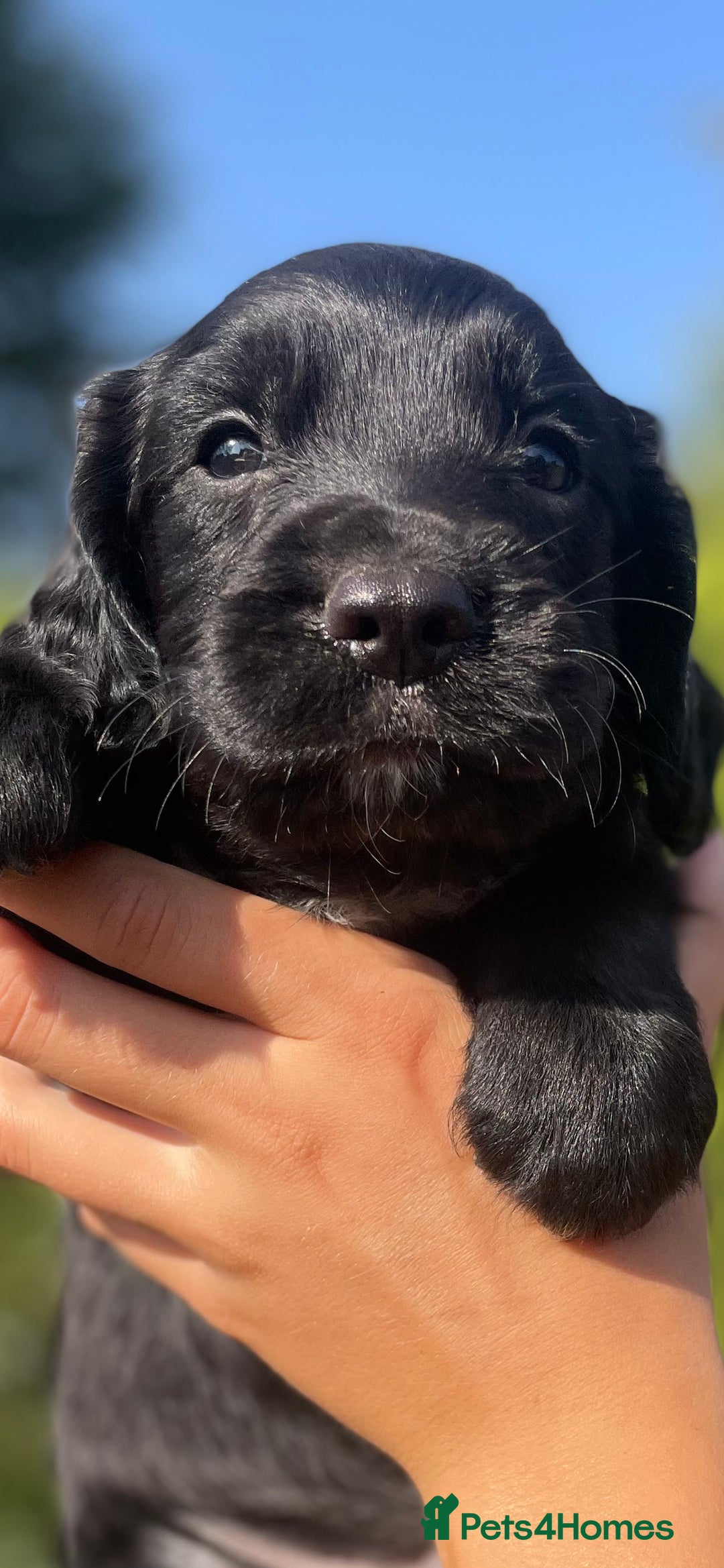 Sprocker dogs for sale: Adorable sprockers  - Image 16