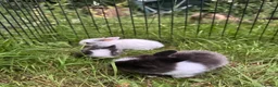 Mixed Breed rabbits for sale: 3 baby rabbits ready for reservation  - Advert 8