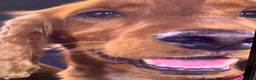 Cocker Spaniel dogs for sale: Gorgeous Golden Cockers - Advert 2