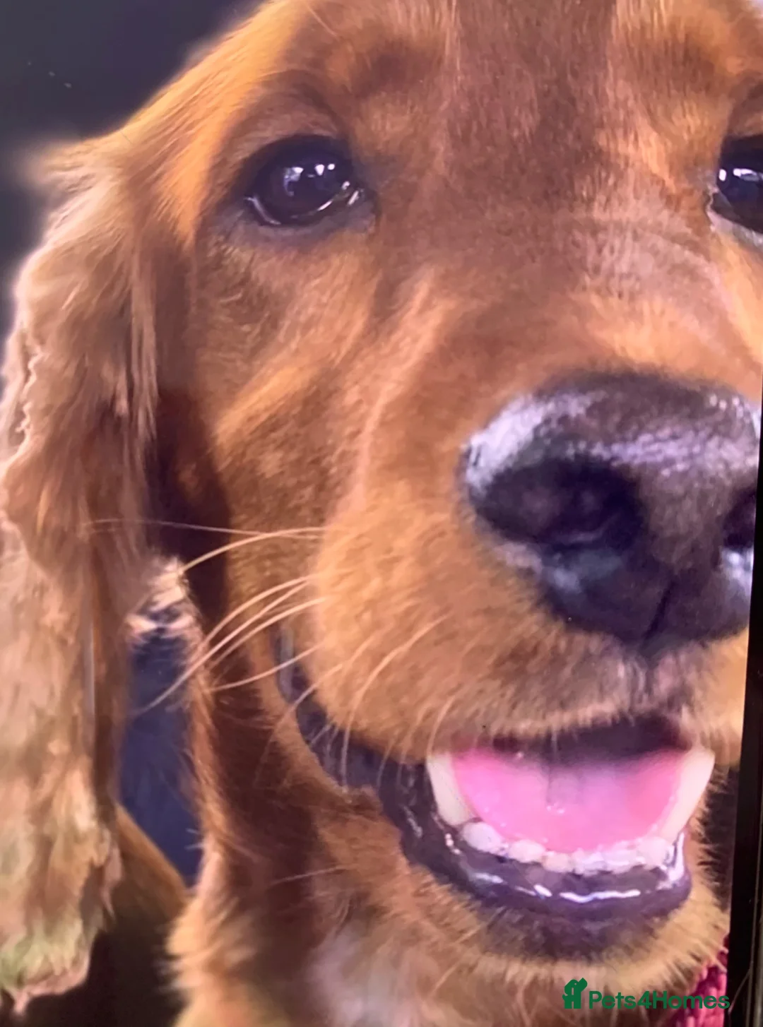 Cocker Spaniel dogs for sale: Gorgeous Golden Cockers - Advert 2