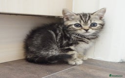 British Shorthair cats for sale: STUNNING British Shorthair Kittens Silver Tabbies - Image 5