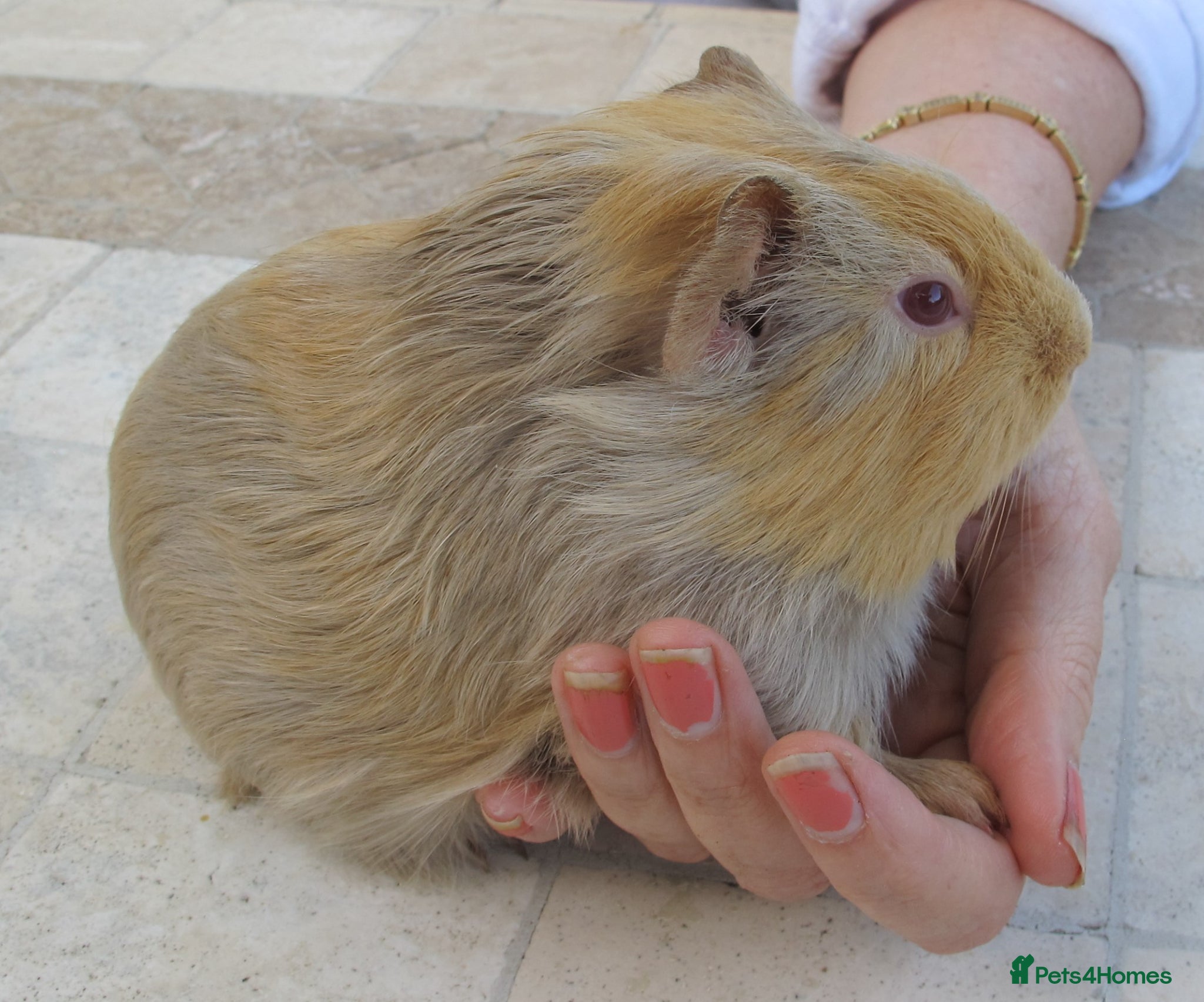 Guinea Pig rodents Male  guinea pigs various types & colours  - Advert 15