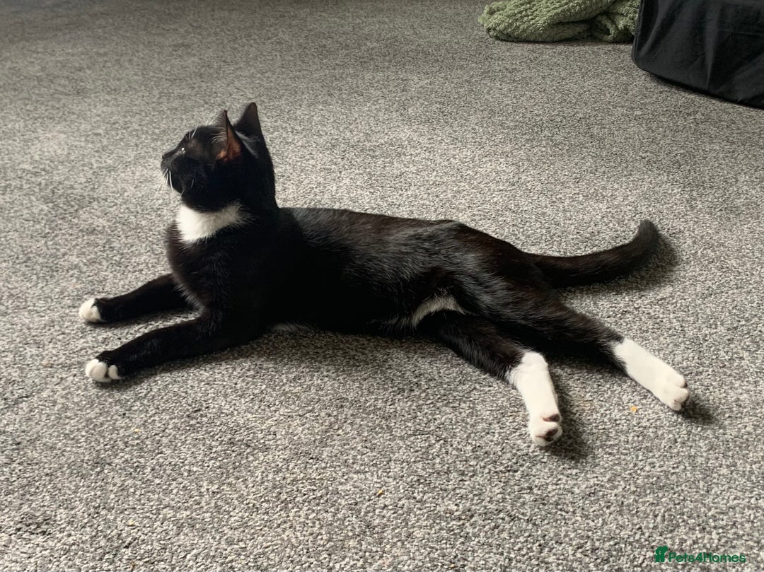 Mixed Breed cats for sale: Socks - Image 1