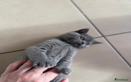 British Shorthair cats for sale: 5  BSH kittens - Image 25