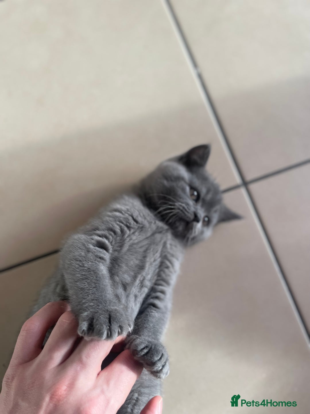 British Shorthair cats for sale: 5  BSH kittens - Image 25