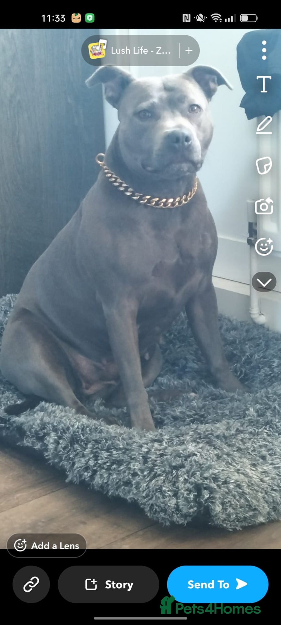 Staffordshire Bull Terrier dogs for sale: Staffordshire bull terrier puppies  - Advert 2