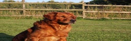 Golden Retriever dogs for stud: FULLY HEALTH TESTED Dark Golden Retriever stud dog in Newark - Advert 3