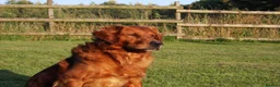 Golden Retriever dogs for stud: FULLY HEALTH TESTED Dark Golden Retriever stud dog in Newark - Advert 3