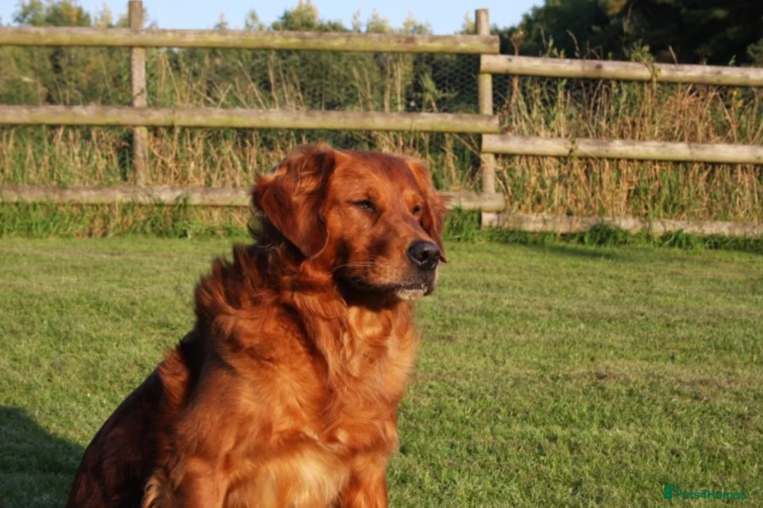 Golden Retriever dogs for stud: FULLY HEALTH TESTED Dark Golden Retriever stud dog in Newark - Advert 3