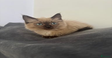 Ragdoll cats - Advert 9
