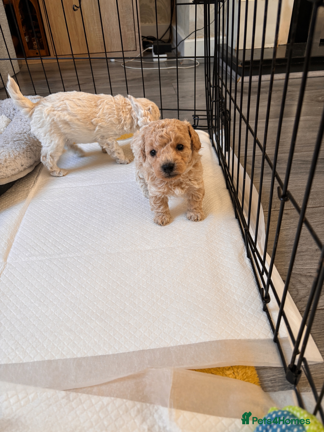 Poochon dogs Stunning Poochon Puppies - Advert 22