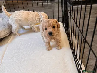 Poochon dogs Stunning Poochon Puppies - Advert 22