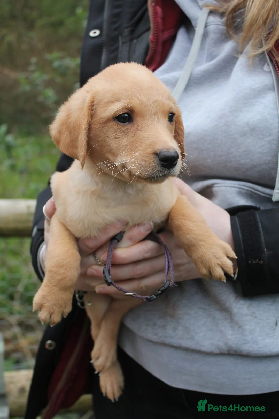 Labrador Retriever dogs for sale: Lovely KC Labrador bitch  - Advert 1