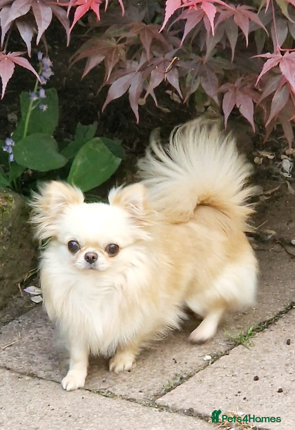 Chihuahua dogs Amazing Tiny Cream Longcoat Chihuahua FOR STUD  - Advert 1