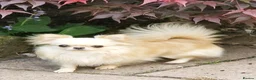 Chihuahua dogs for stud: Amazing Tiny Cream Longcoat Chihuahua FOR STUD  - Advert 1