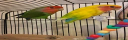 Lovebirds birds for sale: 2 male lovebirds  - Advert 2