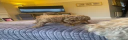 Mixed Breed dogs for sale: Toy poodle and miniature poodle mix puppies  - Advert 6