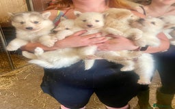 Siberian Husky dogs for sale: READY NOW German Shepherd cross Husky Puppies  in Kinross - Image 3