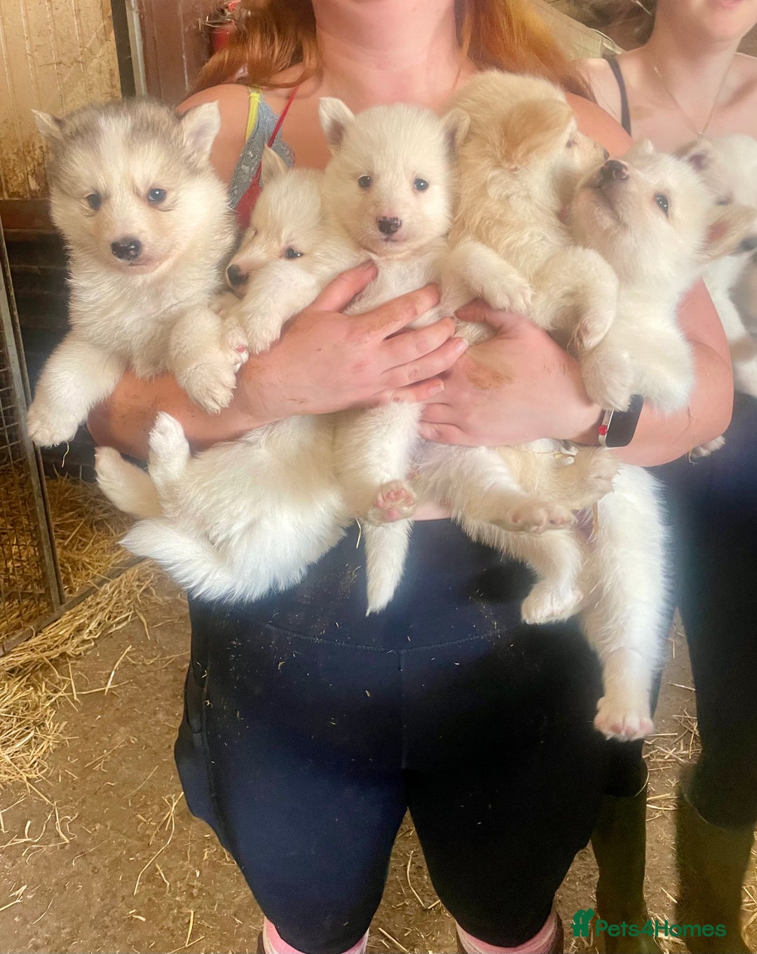 Siberian Husky dogs for sale: READY NOW German Shepherd cross Husky Puppies  in Kinross - Image 3