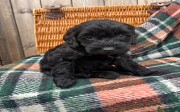 Cockapoo dogs for sale: Cockapoo Puppies  - Image 7