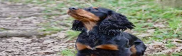 Cocker Spaniel dogs for sale: 🏆 🐾 Hunter's Famous Puppies Have Arrived! 🐾 - Advert 4