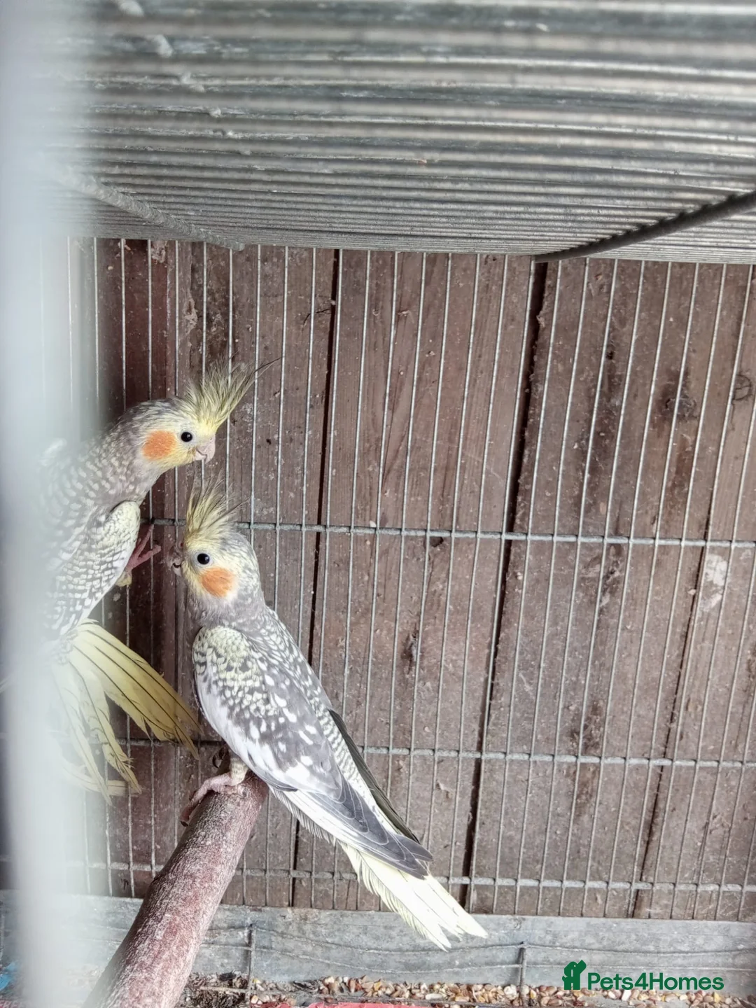 Cockatiels birds for sale: Cockatiels  - Advert 1