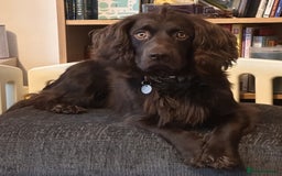 Cocker Spaniel dogs for stud: Gorgeous Chocolate Cocker for stud in Chichester - Image 1