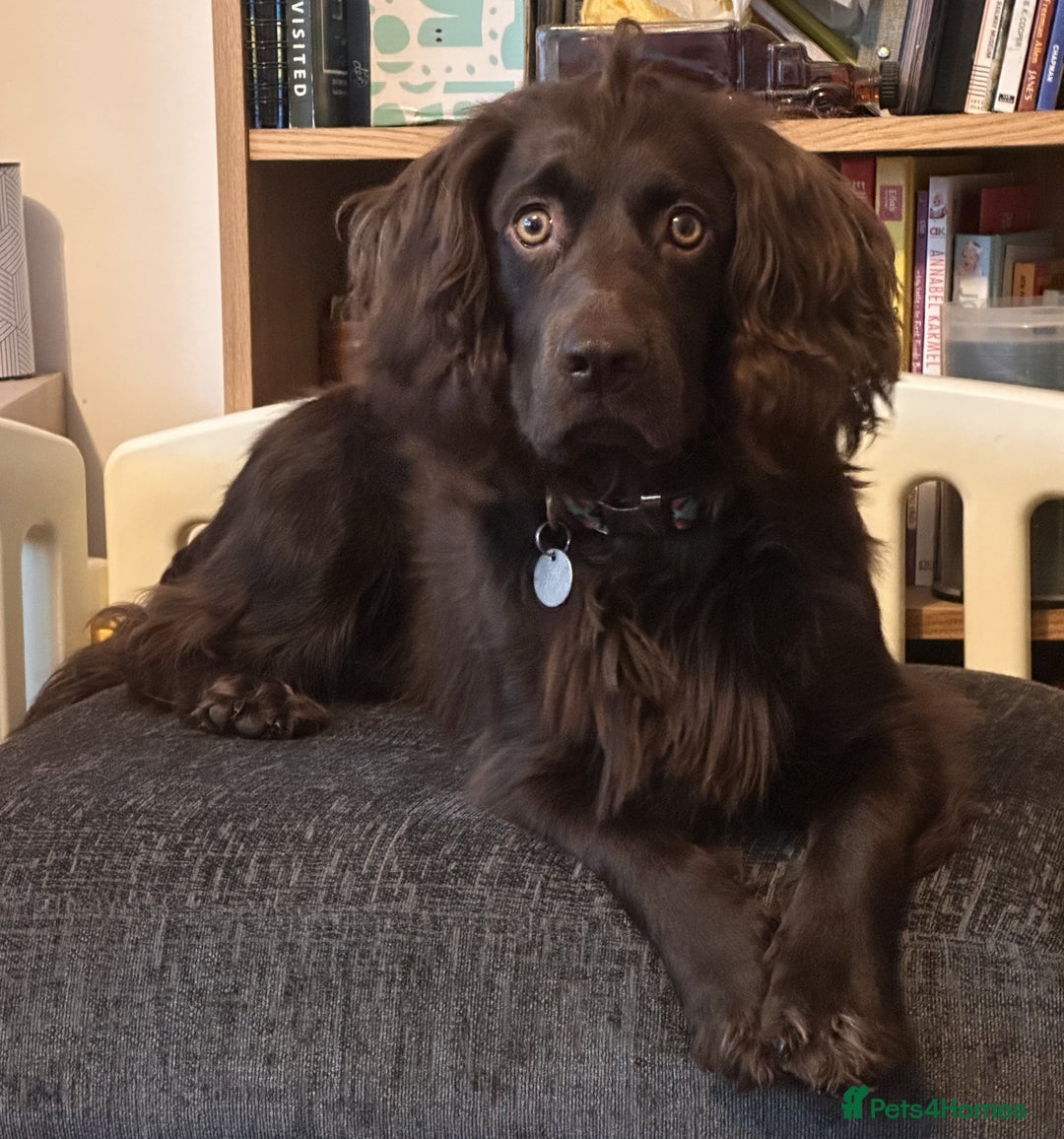 Cocker Spaniel dogs for stud: Gorgeous Chocolate Cocker for stud in Chichester - Image 1