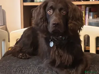 Cocker Spaniel dogs Gorgeous Chocolate Cocker for stud in Chichester - Advert 22