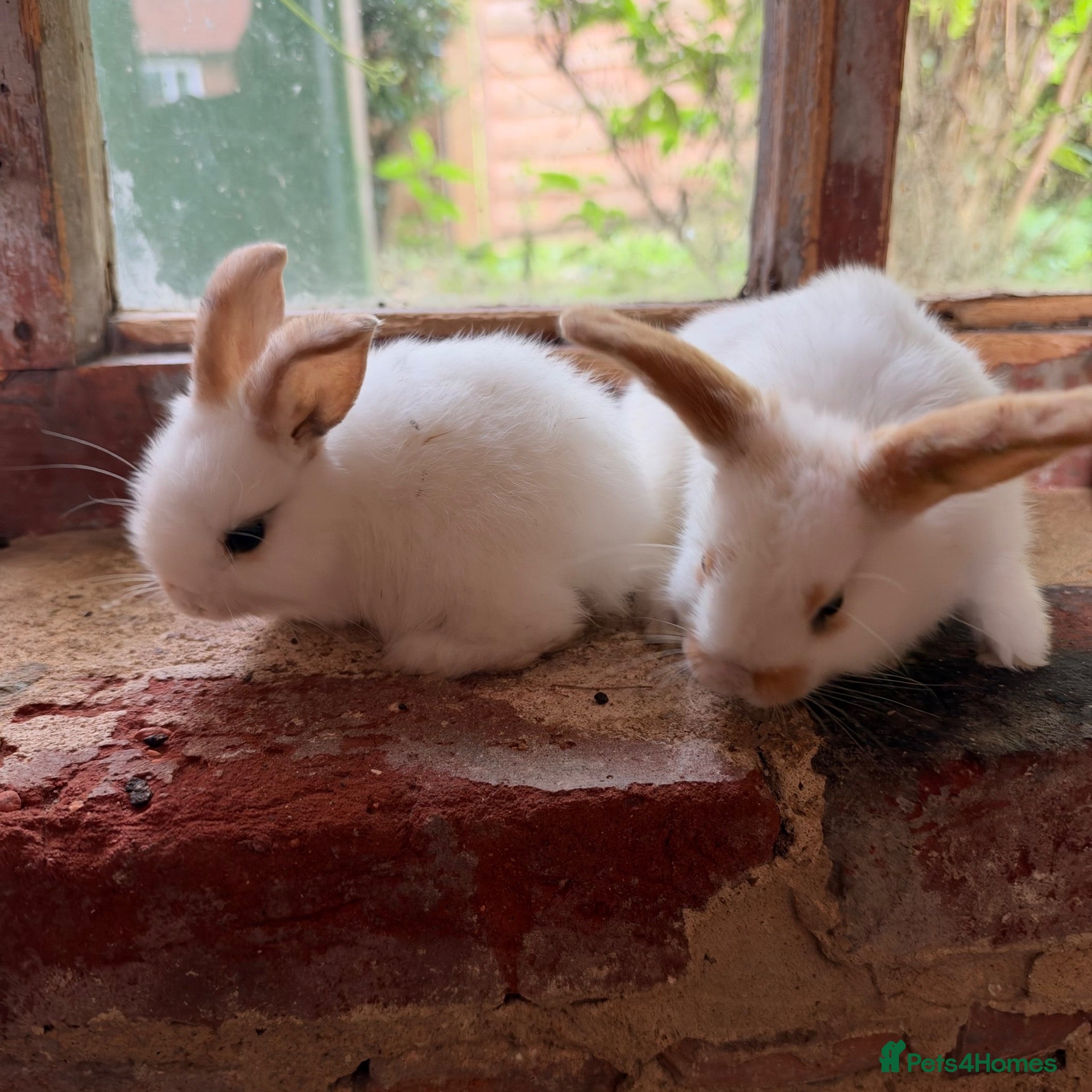 Mixed Breed rabbits Gorgeous lop bunnies available now  - Advert 1