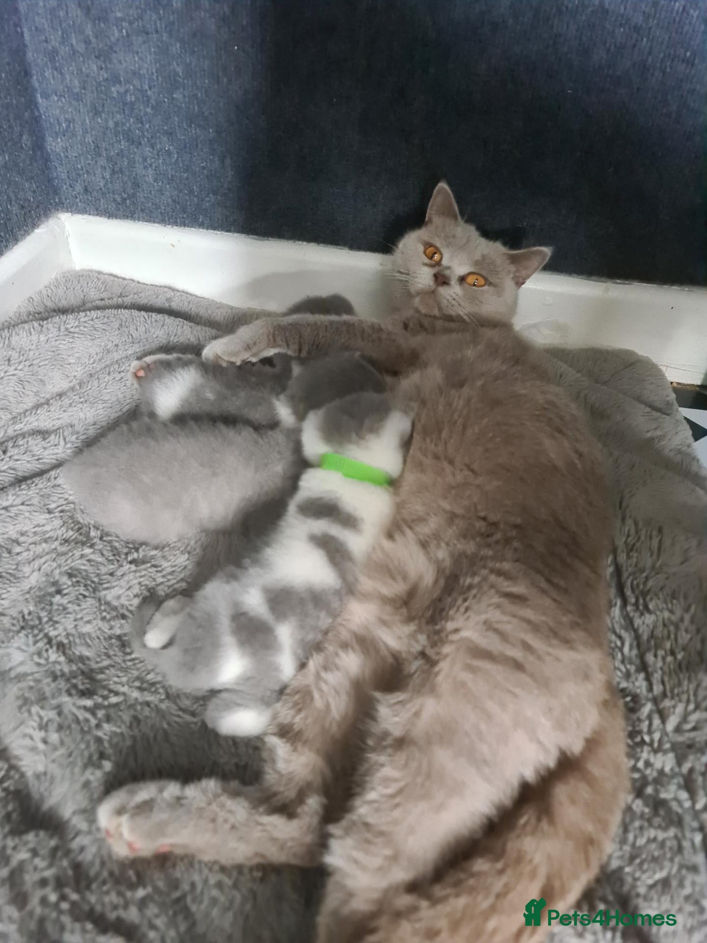 British Shorthair cats British shorthair kittens  - Advert 6