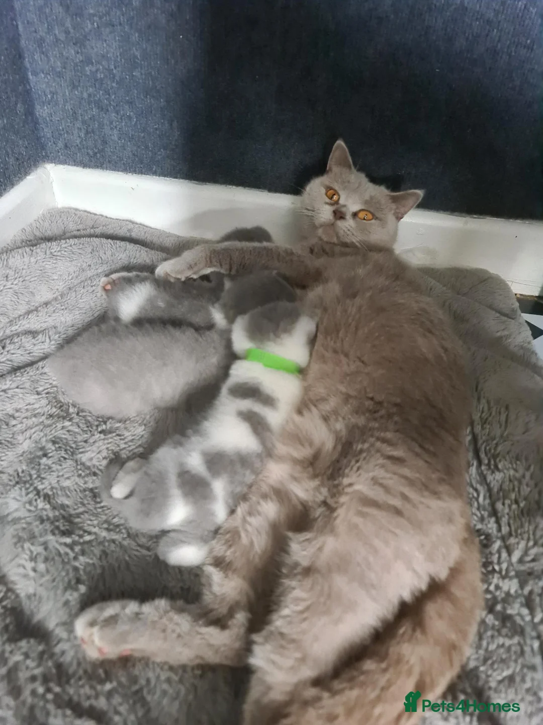 British Shorthair cats for sale: British shorthair kittens  - Advert 1