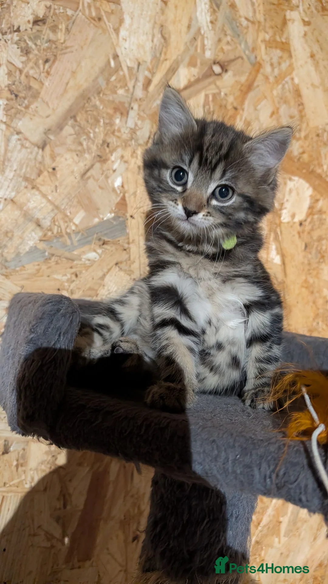 American Shorthair cats for sale: For sale 7 baby 🐈😺 in London - Advert 1