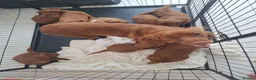 Cockapoo dogs for sale: RED COCKERPOO pups F1 - Advert 3