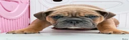English Bulldog dogs for sale: Quality KC Registered Bulldog Puppies - Advert 15