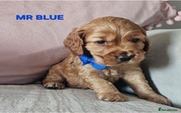 Cocker Spaniel dogs for sale: Stunning! Golden Kc Show Type Cocker Spaniels. - Advert 7