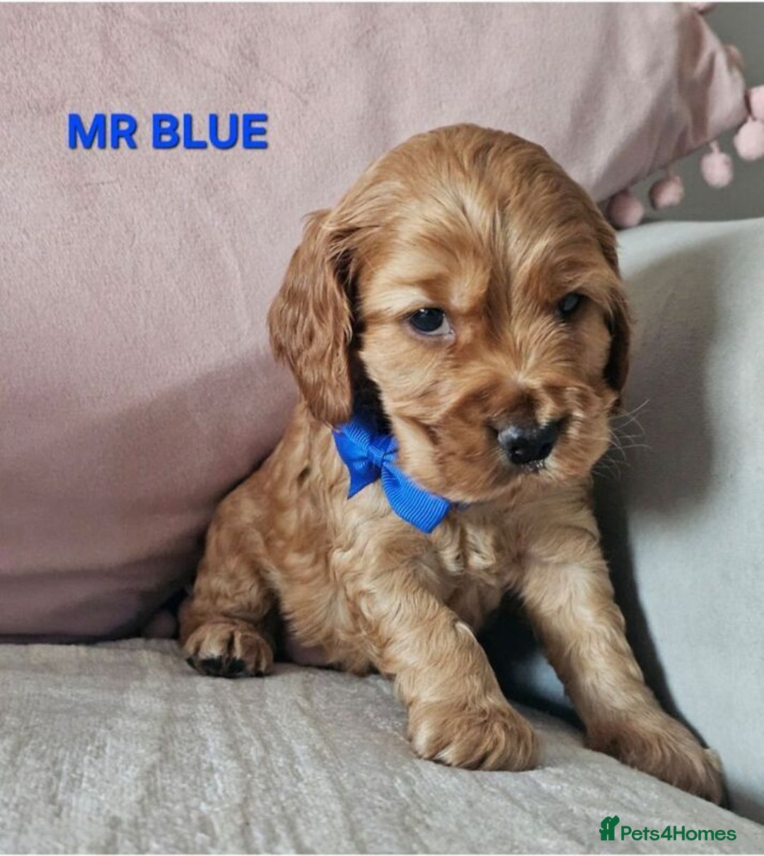 Cocker Spaniel dogs for sale: Stunning! Golden Kc Show Type Cocker Spaniels. - Advert 7