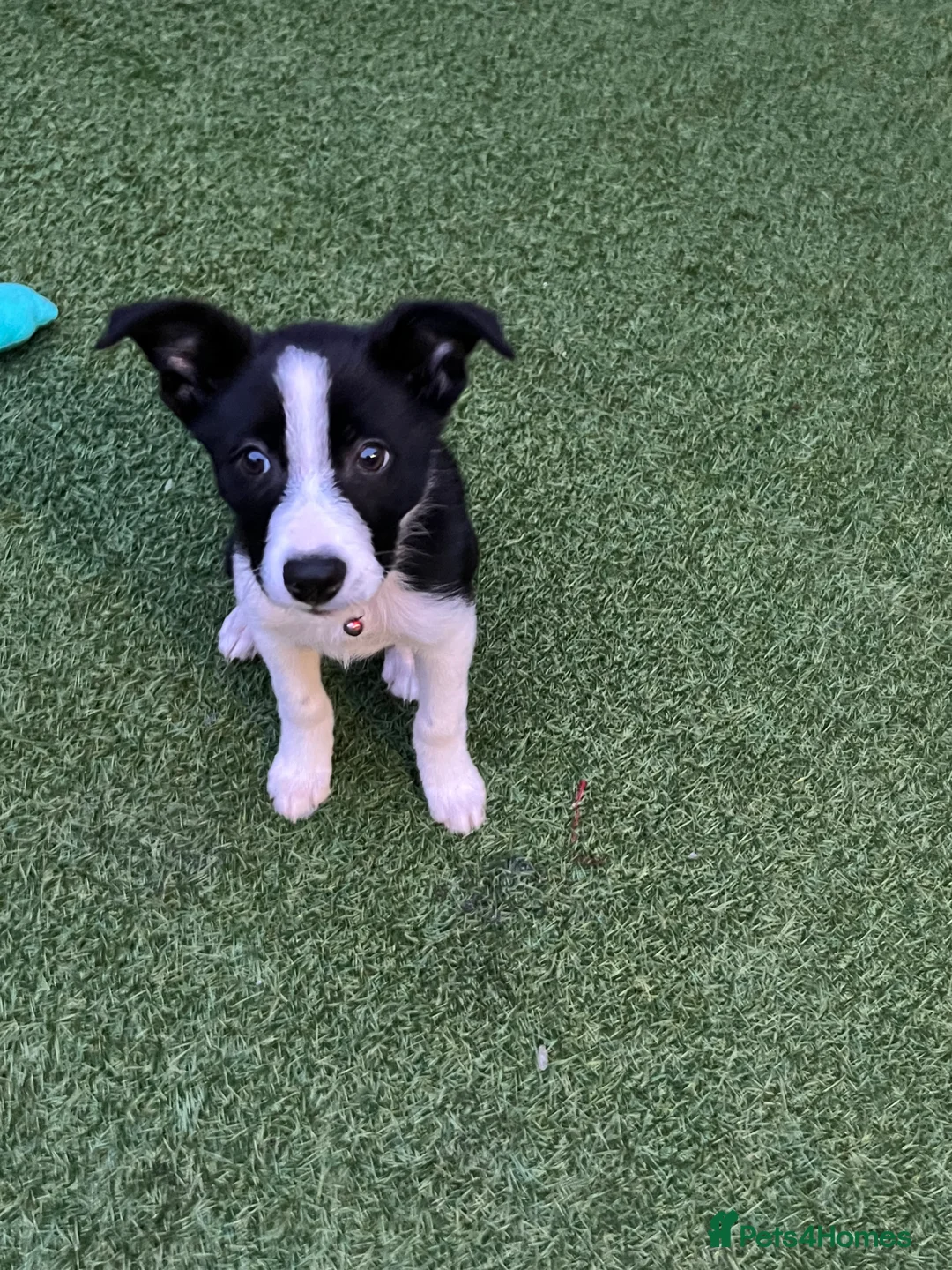 Border Collie dogs for sale: Female 12 weeks border collie  - Advert 2